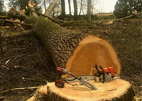 motormanuelle Baumfällung - Holzeinschlag - Forstarbeiten