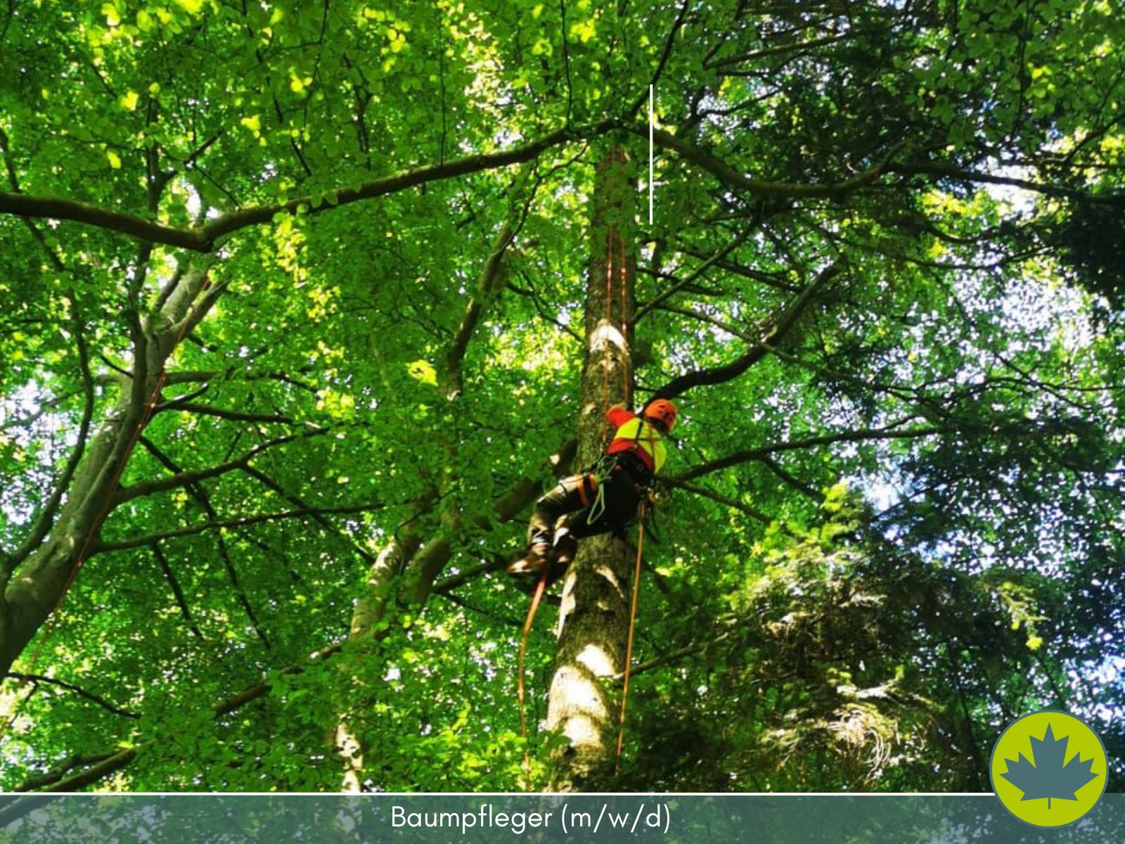 Baumpfleger - Spezialfällung - Problemfällung - Baumfällung - schwierige Bäume sicher fällen - 