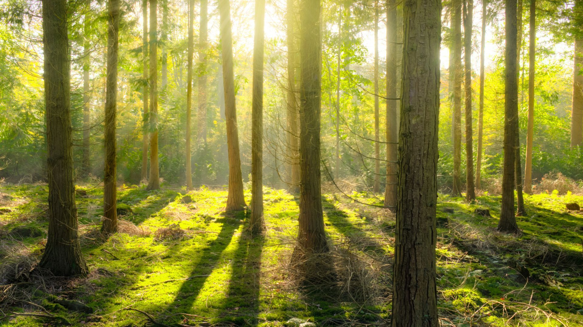 gewinnbringende Waldbewirtschaftung - professionelle Forstwirtschaft - betriebswirtschaftliche Auswertung von Holzeinschlägen